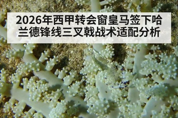 2026年西甲转会窗皇马签下哈兰德锋线三叉戟战术适配分析